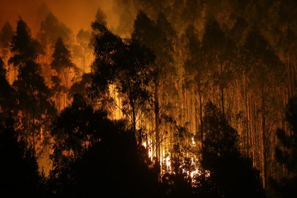 Eucalyptus trees burning in Spain in 2023.
