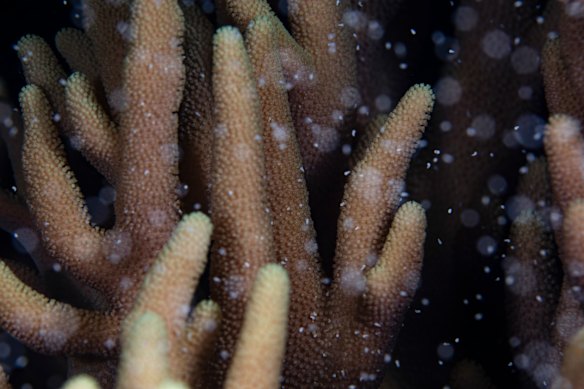 Óvulos e espermatozoides flutuam através do coral com uma chance em um milhão de fertilização.