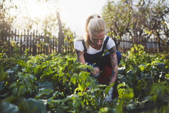 Autumn is the perfect time of year to prepare your garden for a winter crop of vegetables.