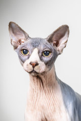 Aladdin, a Sphynx, owned by Jess Jones.