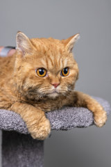 Reg, a Selkirk Rex, owned by Judith Jordan.
