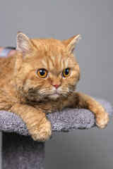 Reg, a Selkirk Rex, owned by Judith Jordan.