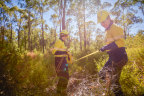 Alcoa has mined WA’s jarrah forest for 61 years.