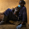 Congo’s selfie-famous mountain gorilla Ndakasi dies at 14
