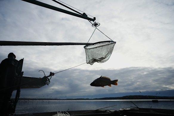 Fishermen sort fish during a traditional fish haul of the Rozmberk pond near the town of Trebon, Czech Republic.