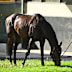 James J Braddock (Joseph O’Brien/Craig Williams): Lightly-raced gelding having his first Australian start and brings a solid career record to the Cup, with two wins and three placings from eight starts. The four-year-old presents as a good chance and Willow in the saddle can’t hurt either.