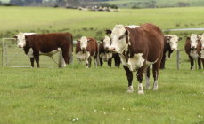 The coronavirus is having a huge impact on Queensland's beef exports, already a major factor in more than $1 billion being wiped from the state's export earnings.