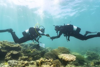 Researchers tag coral for monitoring at the Ningaloo Reef.