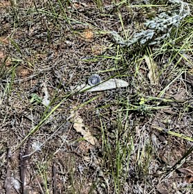 The remnants of the bullet fired at Max and Lacey Ditchfield’s campervan.