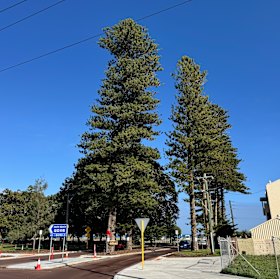 The bicentennial Norfolk Pines is at the intersection of Douro Road and South Terrace in South Fremantle.