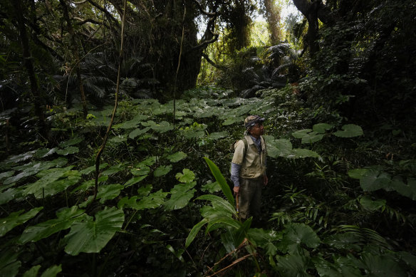 Takamatsu Gushiken pauses to look for an easier way out of the bush while searching for the remains of those who died during the Battle of Okinawa.