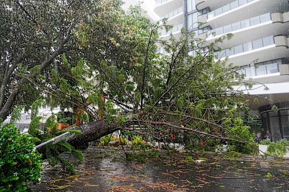 A tree near the shore collapsed facing an apartment complex on March 9 in Scarborough in Redcliffe near Brisbane.