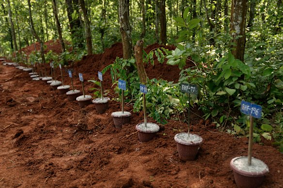 Numbered identification tags placed inside pots mark the graves,