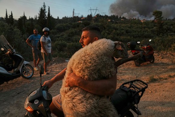 Um homem carrega uma ovelha na motocicleta no incêndio nos pais da cidade, o oeste da Grécia.