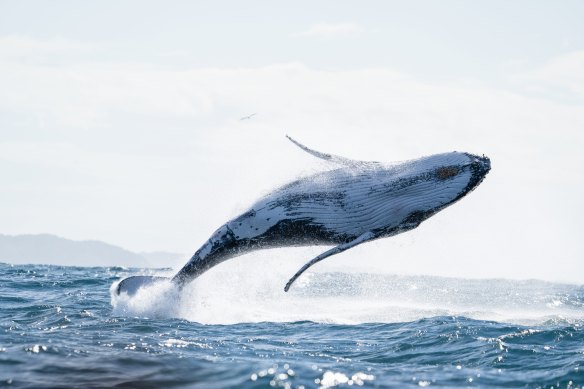 Whales are an assured sight along the coast near Ballina.