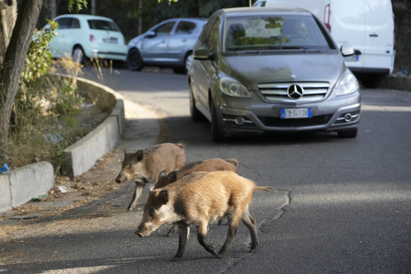 Wild boars cross a street in Rome.