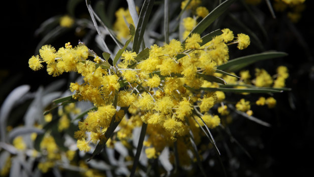 Researchers are examining native plants to unlock further medical potentials.