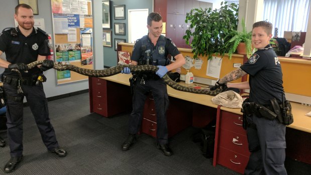 Police have seized an olive python almost three metres long and weighing about 15 kilograms.