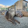 Seals at the Macquarie Island station buildings.