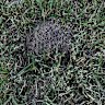 A photo taken by a resident of a nest believed to contain fire ants at Musgrave Park in South Brisbane.