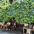The leafy facade of retro-style cafe Salon de Amanto.