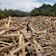 Men stand on logs swept away by flash flood in Batang Toru, North Sumatra, Indonesia.