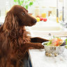 So you want to save the planet? Put your dog on a vegan diet