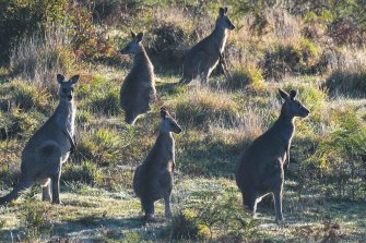 A mob of kangaroos at Cape Schanck on the Mornington Peninsula. 
