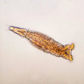 Every other “asexual scandal” are the all-female bdelloid rotifers, although they attain commerce genetic discipline cloth in ways diversified than sex.