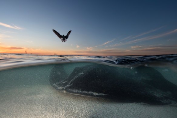 Wings under and over the water – bird and stingray at Hamelin Bay, near Augusta.