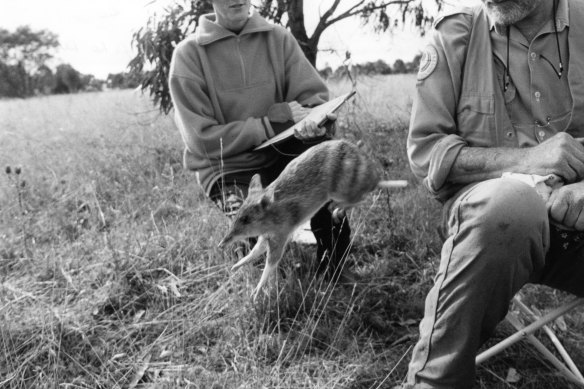 John Seebeck, and a volunteer, Samantha Greiner, with a bandicoot in bounding good health.