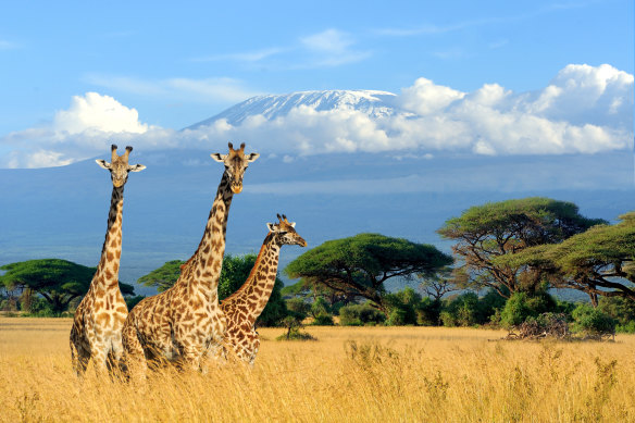 The deadly stampede occurred in Tanzania, not far from Mount Kilimanjaro.