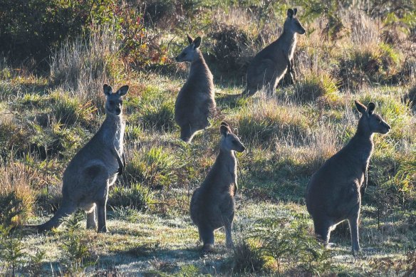 Gill is disturbed by how often wildlife gets killed on roads.