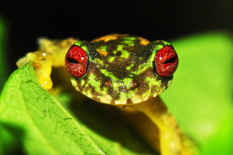 Threatened. Mossy red-eyed frog (Duellmanohyla soralia). 