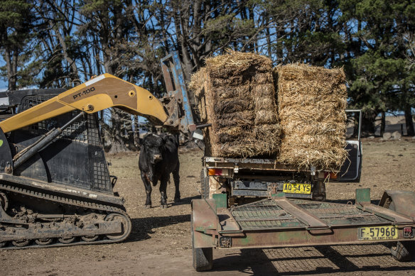 A bull watches on as farmer Mark Horan loads the trailer with hay from Victoria. 