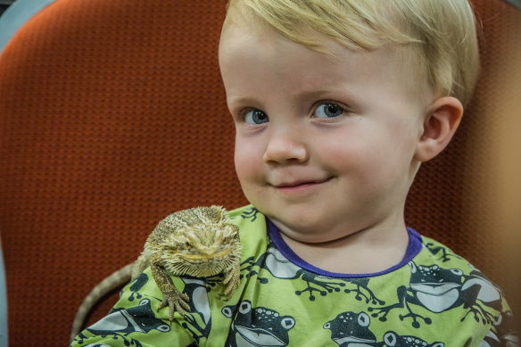 Two-year-old Sebastian Herbert, of Campbell, plays with a bearded dragon at the <i>Snakes Alive!</i> exhibition at the National Botanical Gardens.