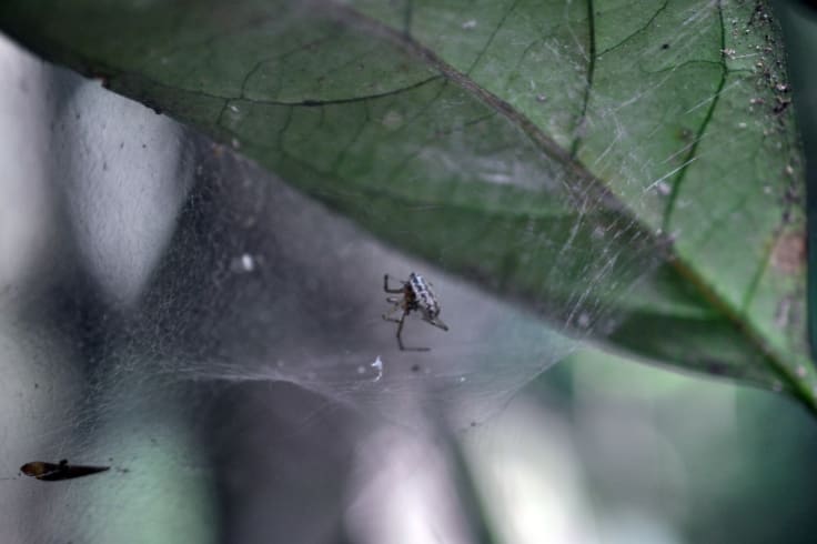 Zatypota larva killing its host. 