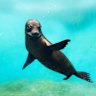 The nine-week-old Australian Sea Lion pup made her public debut on Wednesday.