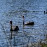 Kevin the swan lost three mates. Now he’s in love with Whitney Houston