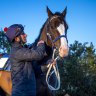 Thunderstruck’s long way to the top of Australia’s weight-for-age ranks