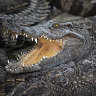 Man rescued from crocodile infested water in WA’s far north