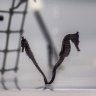 The precious seahorses released back into Sydney’s waters