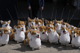 Some of the corgi puppets that will be part of the People’s Pageant. 