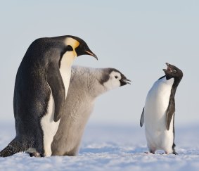 Penguins rarely argue.