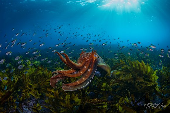 A cuttlefish in the marine reserve at Clovelly. They reproduce only once during their lifetime.