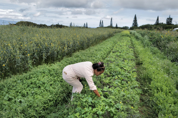 Paula Martinez, the volunteer co-ordinator at Hua Momona Farms, Maui.