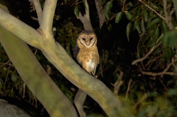A masked owl in Flat Rock State Forest in southern NSW, which campaigners propose to be part of a Great Southern Forest National Park.