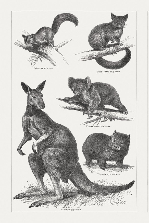 Artist engravings from 1897, clockwise from top: sugar glider, brushtail possum, koala, wombat, Eastern grey kangaroo.  