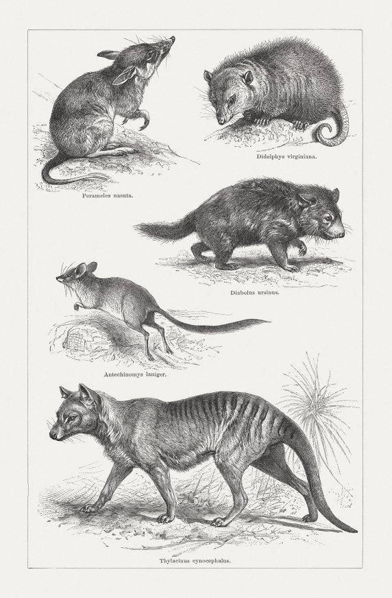 Artist engravings from 1897, clockwise from top: long-nosed bandicoot, Virginia opossum, Tasmanian devil, Thylacine or Tasmanian tiger (now extinct), kultarr.  