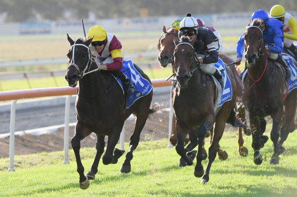 Puzzle solved: Sambro (yellow cap) knuckles down to the task in the Hawkesbury Guineas.